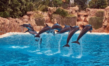 Dubai Dolphinarium