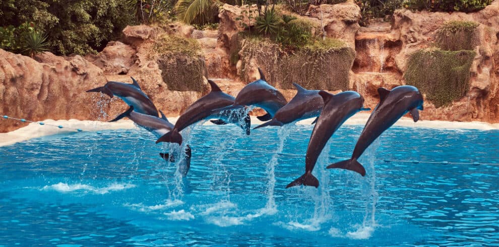 Dubai Dolphinarium