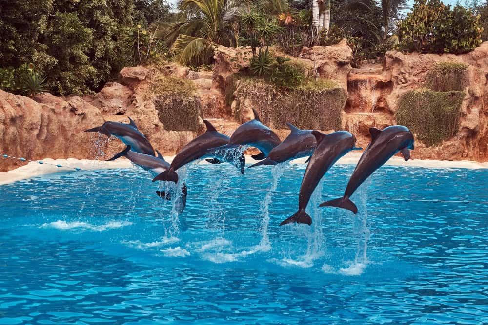 Dubai Dolphinarium